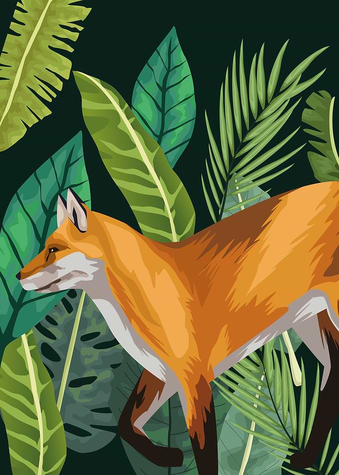 Fox