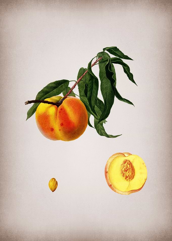 Vintage Peach Fruit Art
