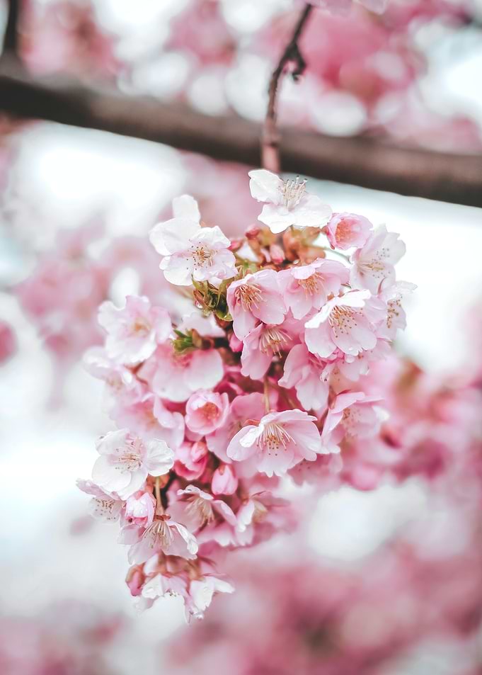 Cherry Tree bloom