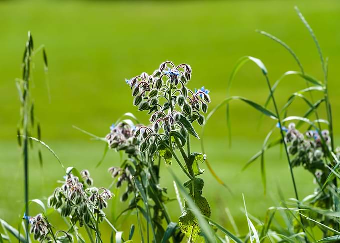 wildflowers