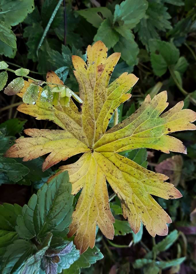Autumn yellow leaf