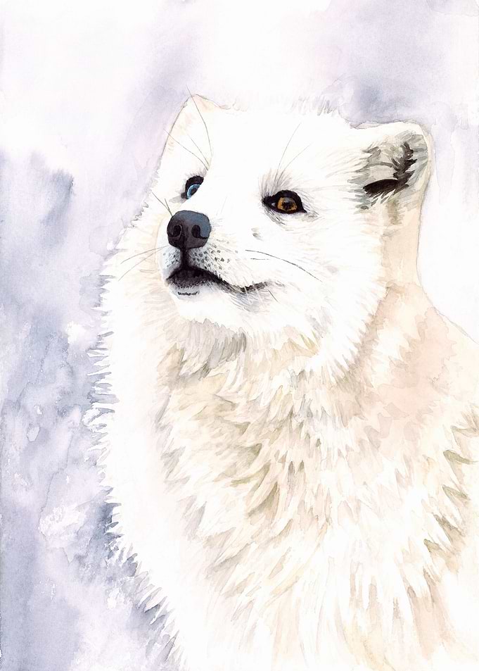 Arctic Fox Watercolor