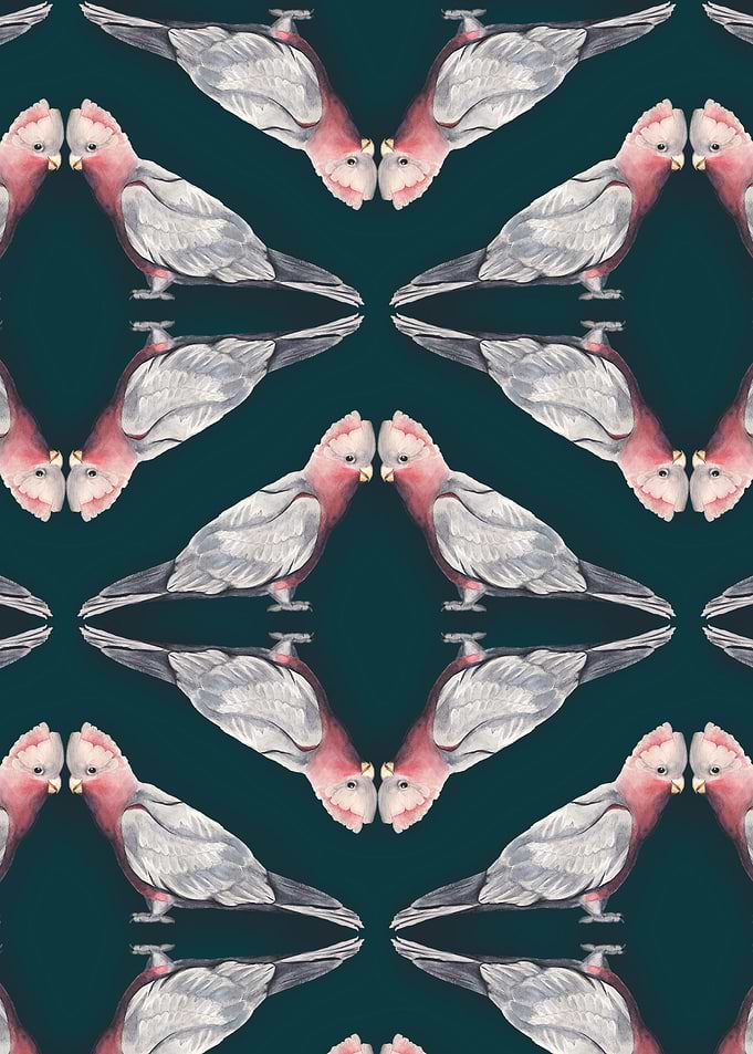 Galahs