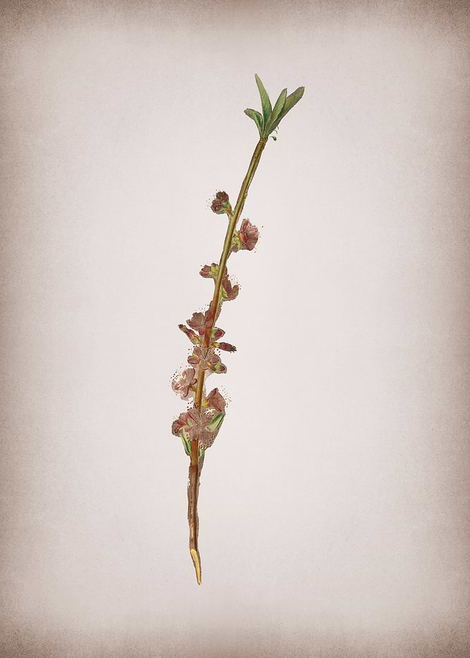 Vintage Peach Flower Fruit