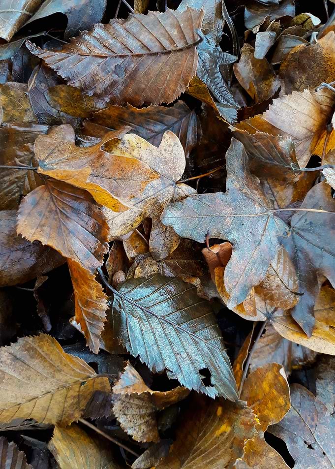Brown autumn leaves