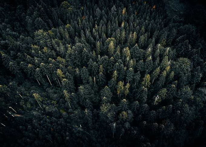 Moody forest