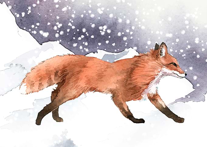 Fox