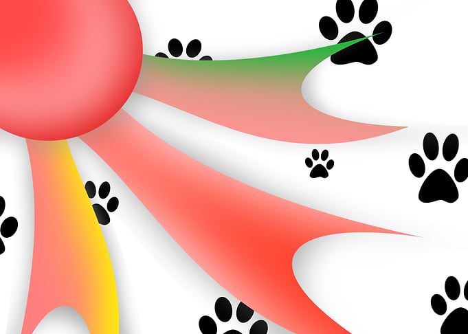 PURE SHAPES