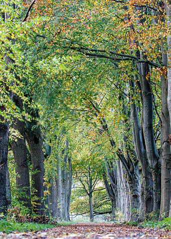 Autumn path