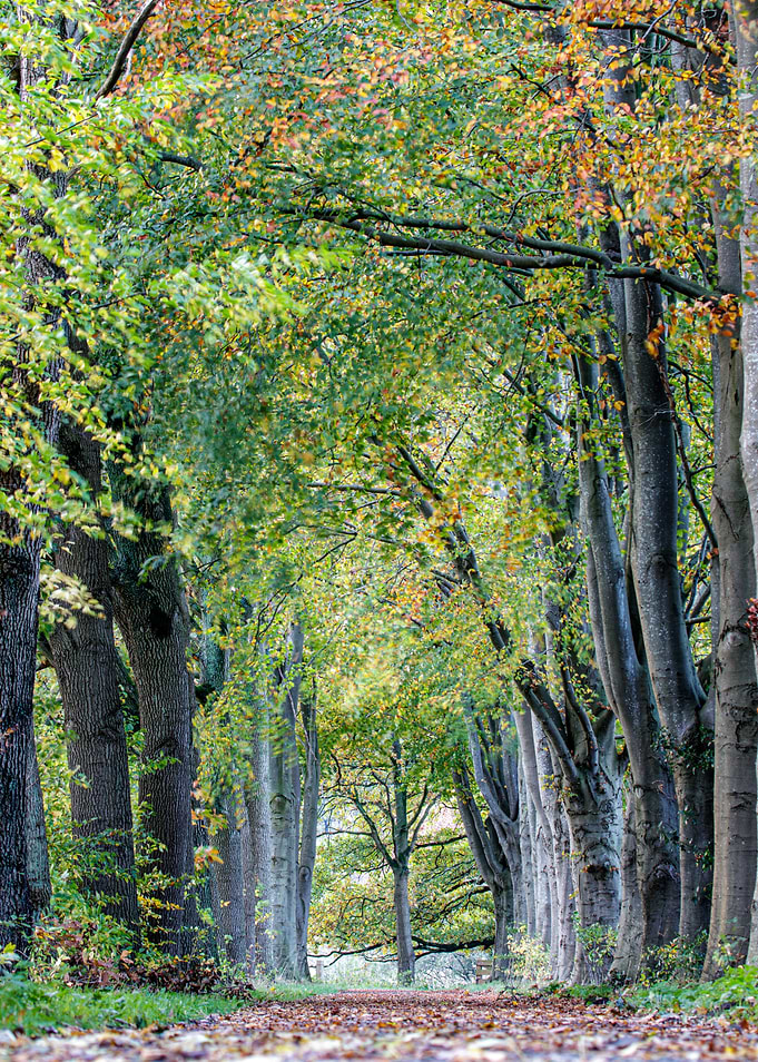 Autumn path