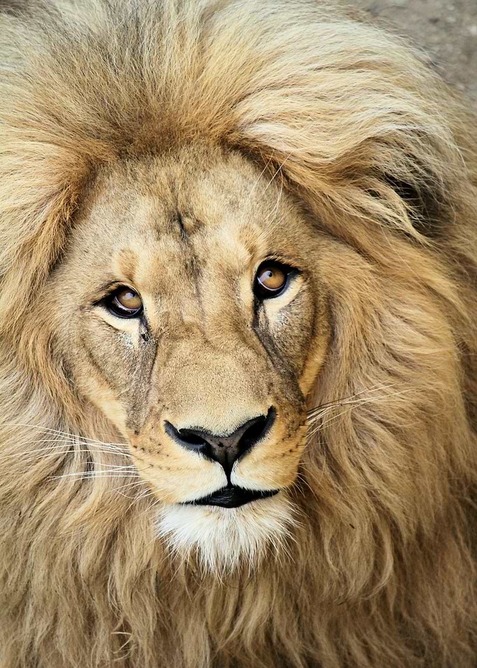 Lion Animal face