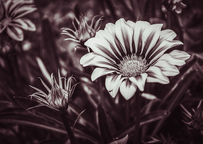 African Daisy 1