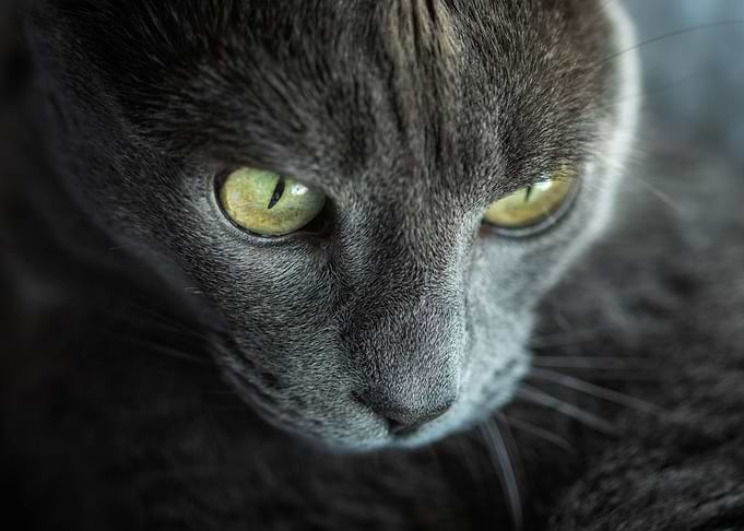 Cat Eyes