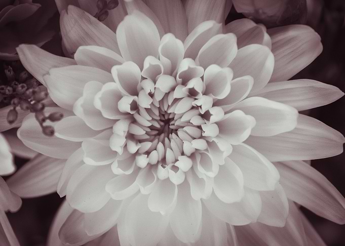 Daisy