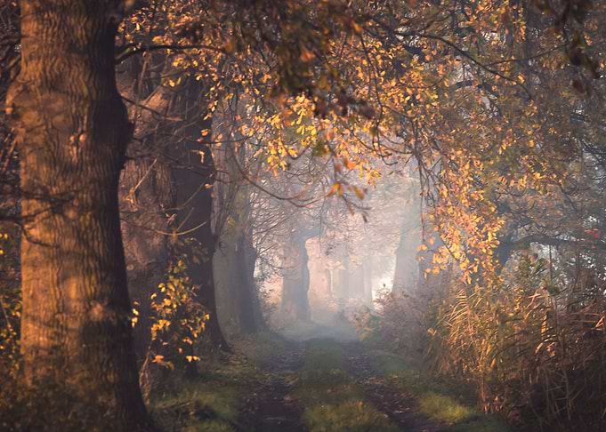 Autumn Alley