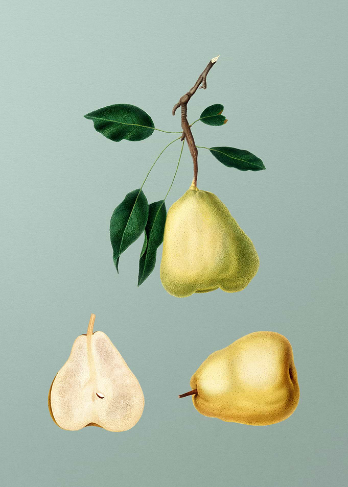 Vintage Pear Fruit Poster