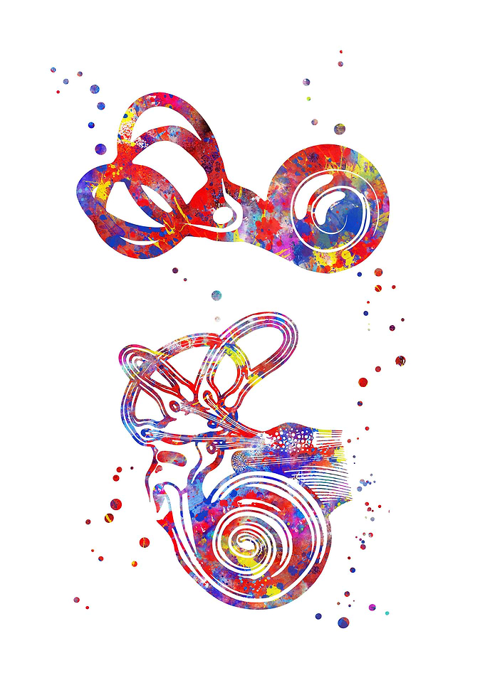 Ear anatomy