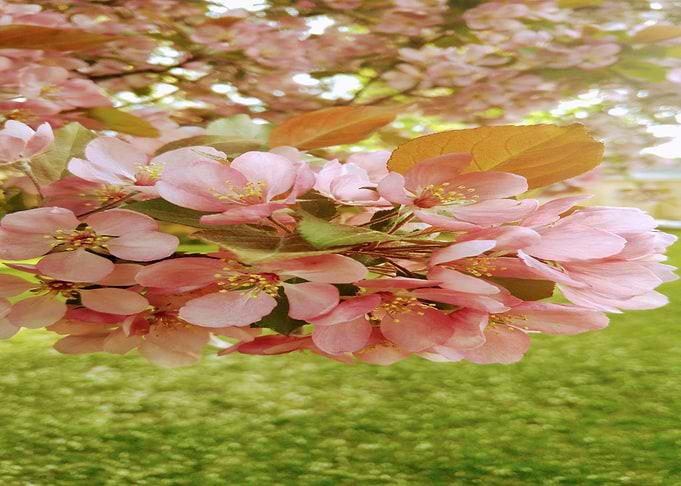 Blossom