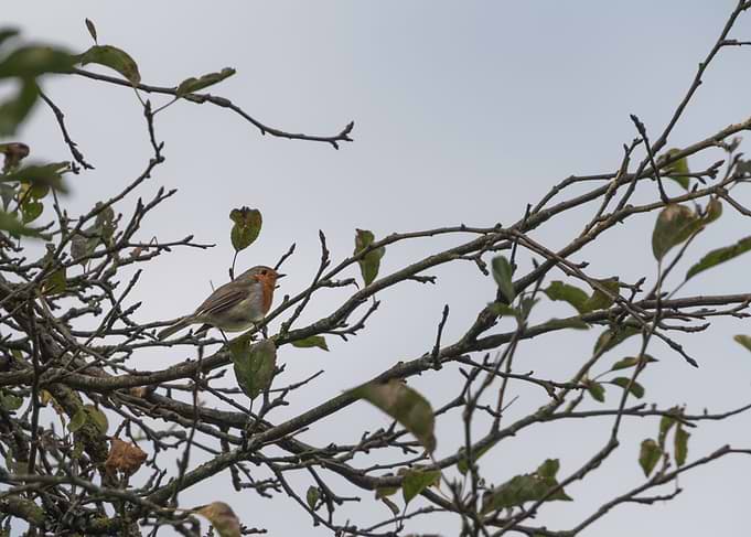 European Robin