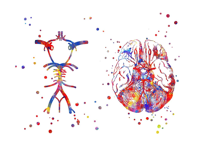 Circle Of Willis
