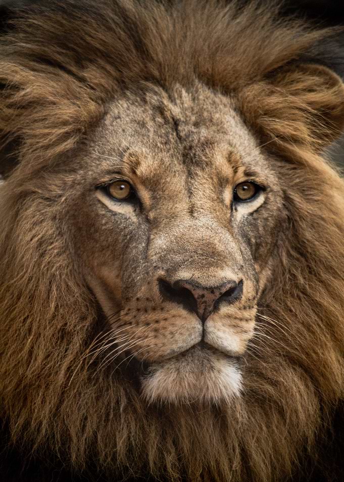 Wild Lion Animal face
