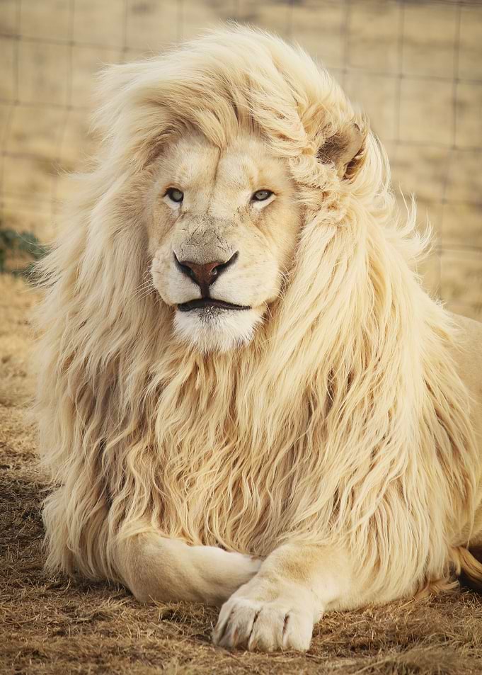 Lion Animal lying
