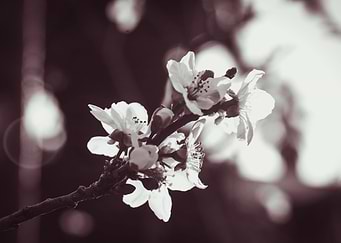Cherry Blossom 2