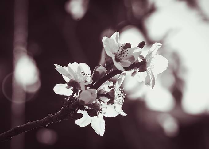 Cherry Blossom 2