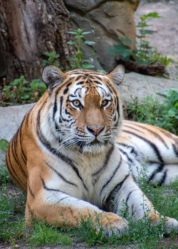 Wild Tiger Animal