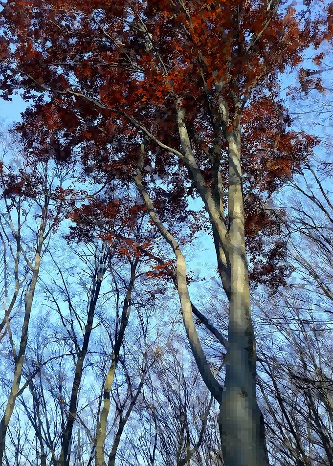 Autumn tree