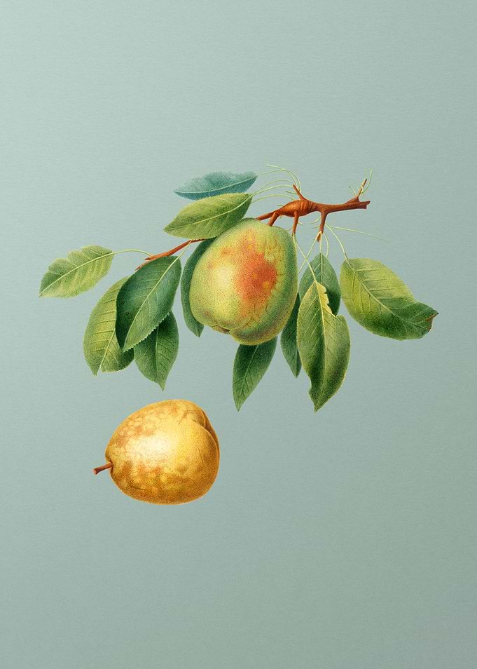 Vintage Pear Fruit Poster