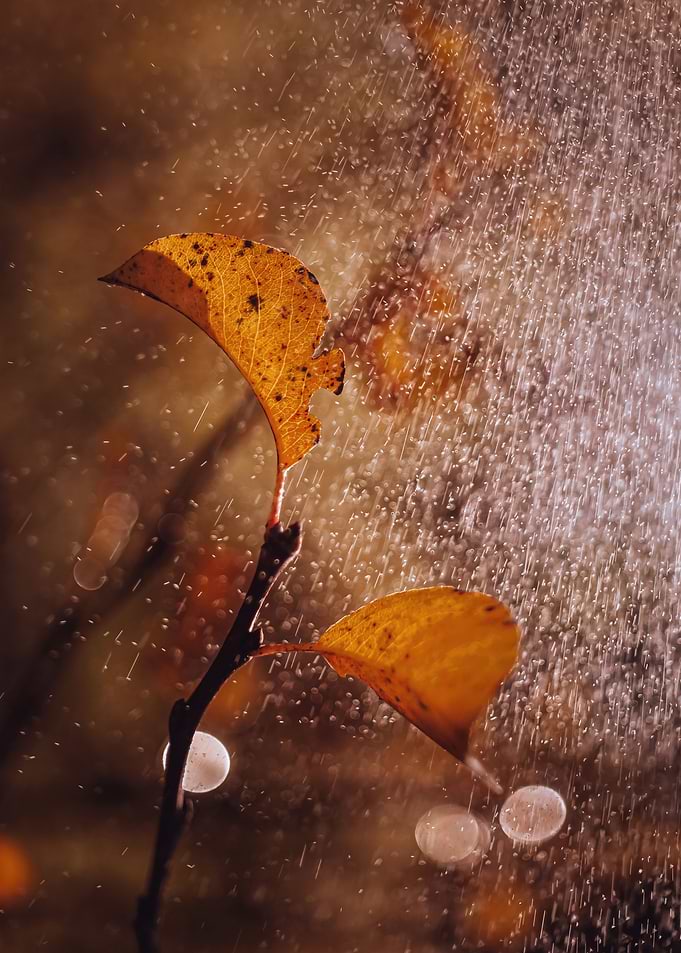 Autumn impression