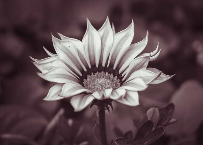 African Daisy 2