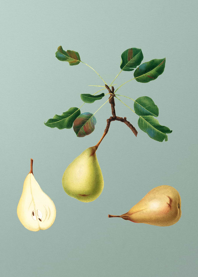 Vintage Pear Fruit Poster