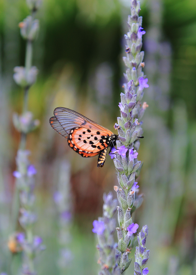 Lone Butterfly