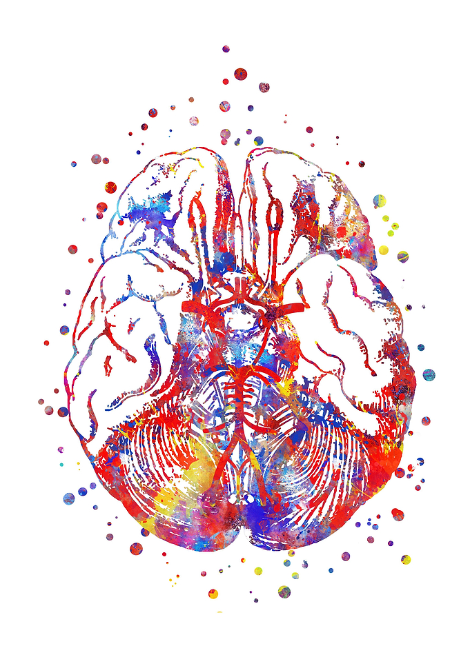 Circle Of Willis