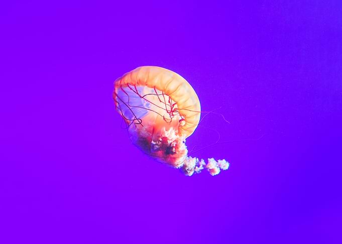 Jelly Brain