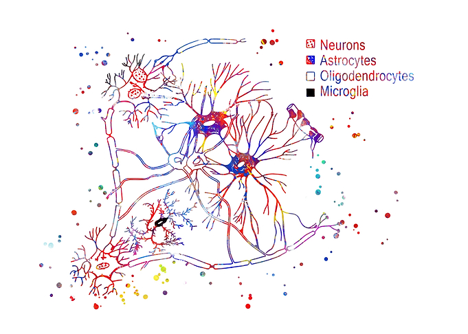 Cortical pyramidal cells