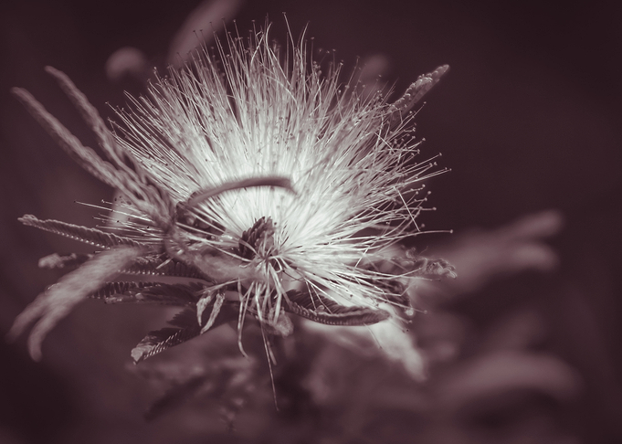 Rain Tree Blossom