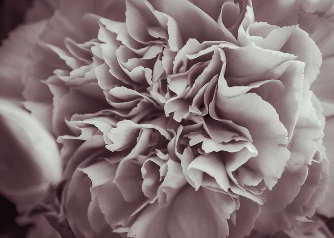 Carnation 2