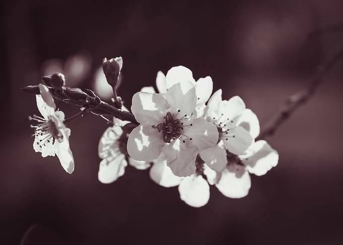 Cherry Blossom 3