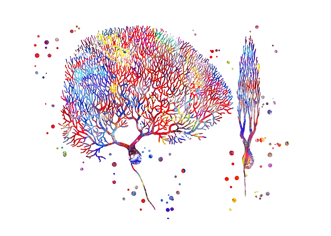Purkinje cells