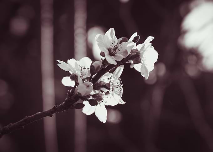 Cherry Blossom 1