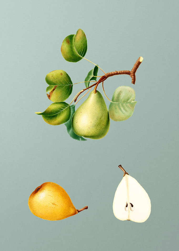 Vintage Pear Fruit Poster
