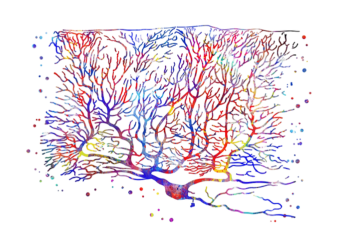 Purkinje cells