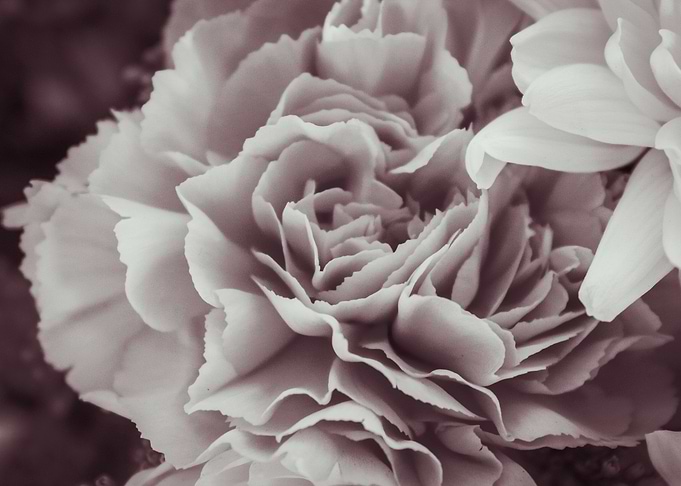 Carnation 1