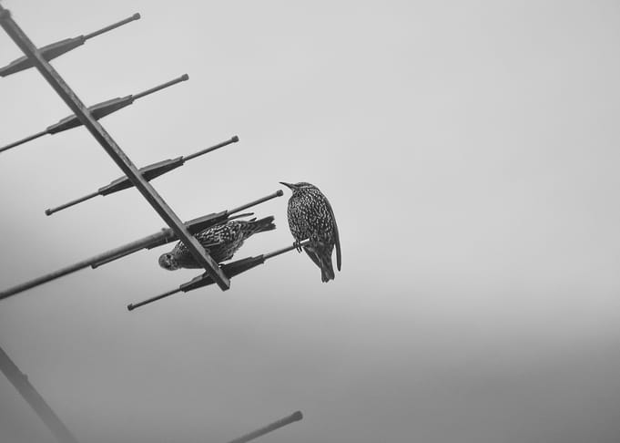Common Starling