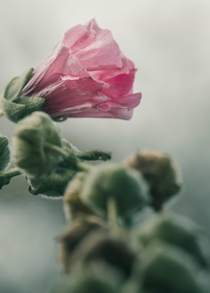 Common Hollyhock 2