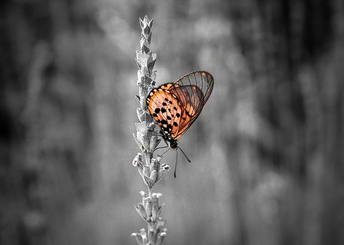 Dominant Brown 1