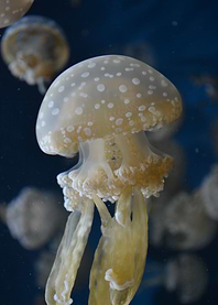 Pretty Jellyfish